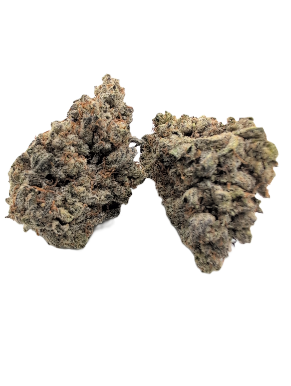 Cryptic Blueberry
